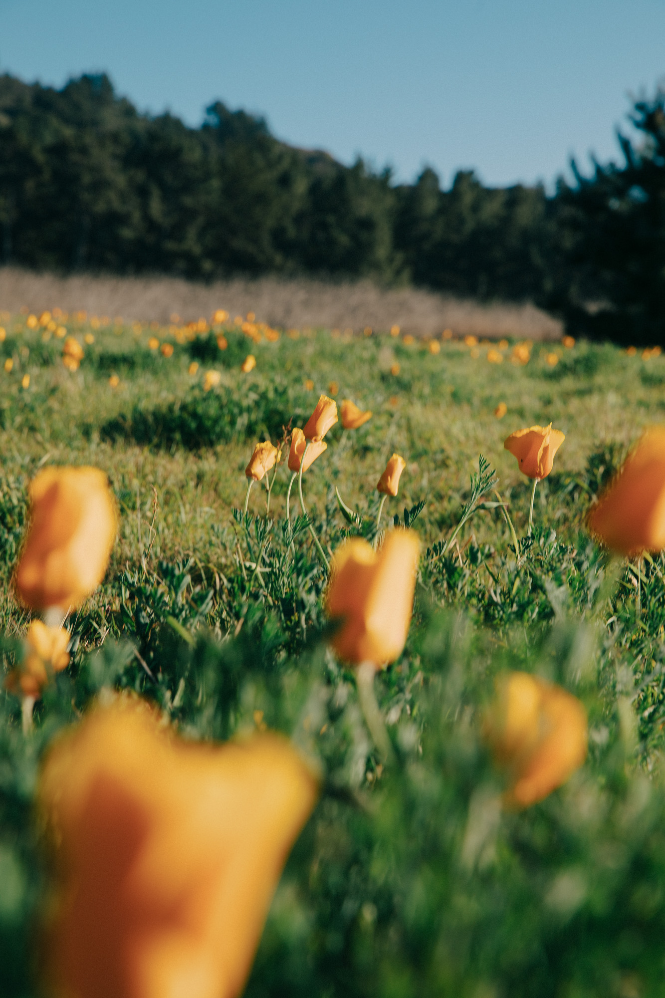 Commercial lifestyle photographer Jenavieve Bel Air's test shoot of a road trip along the coast of Big Sur, California.